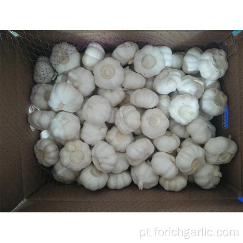 Jinxiang Pure White Garlic Melhor Qualidade 2019